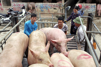 Giá lợn hơi hôm nay 31/5/2021: 2 miền Trung - Nam tăng nhẹ