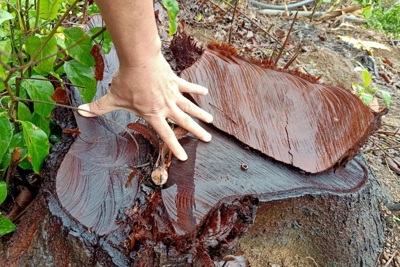 Đồng Nai: “Rừng” cây hàng chục năm tuổi bị đốn hạ hàng loạt
