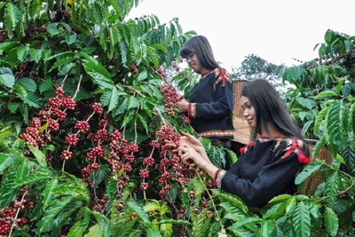 Giá cà phê hôm nay 16/5: Cà phê thiệt đơn thiệt kép giữa nỗi lo lạm phát