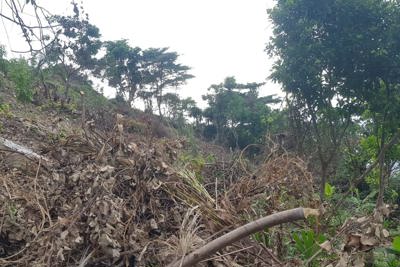 Thanh tra chỉ ra nhiều sai phạm tại Ban Quản lý rừng Kiên Giang