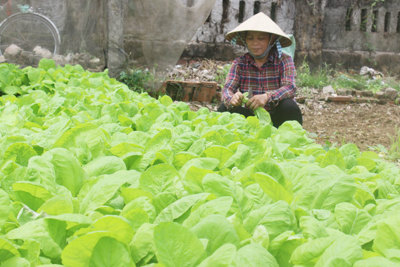 Phụ nữ phường Lĩnh Nam, quận Hoàng Mai: Chung tay sản xuất rau an toàn