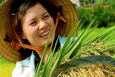 Thanh Oai, Mỹ Đức vào vụ thu hoạch lúa Chiêm Xuân