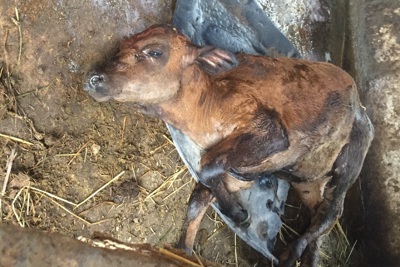Quảng Ngãi: Dịch bệnh ở đàn gia súc hoành hành, cán bộ thú y lại phải cách ly y tế