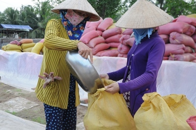 Gỡ khó tiêu thụ lúa gạo cho Đồng bằng sông Cửu Long