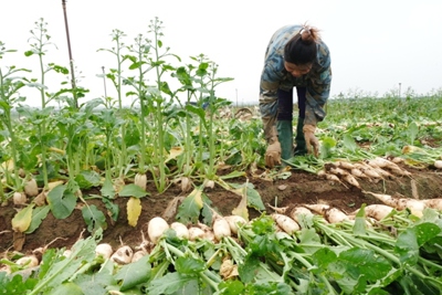 Hợp tác xã tiên phong phát triển sản phẩm OCOP tại huyện Mê Linh