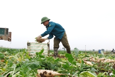 Huyện Mê Linh: Nông nghiệp tăng trưởng ấn tượng giữa ảnh hưởng của dịch Covid-19