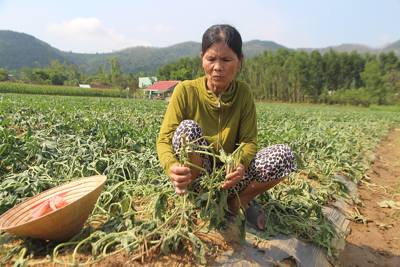 Kẻ xấu phá hoại hàng ngàn gốc dưa hấu của nông dân Quảng Nam