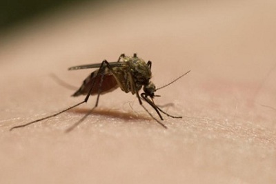 Cảnh báo "siêu" sốt rét lan rộng ở Đông Nam Á
