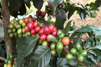 Giá cà phê hôm nay 2/5: Robusta tăng 40 USD/tấn/tuần, Arabica có lúc cao nhất 4 năm qua