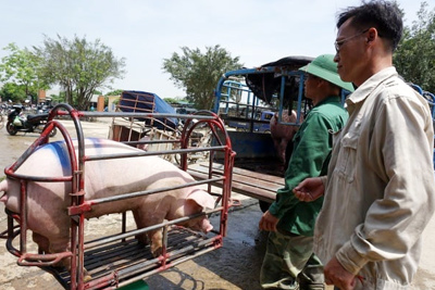 Giá lợn hơi hôm nay 9/7/2021: Biến động 1.000 - 4.000 đồng/kg