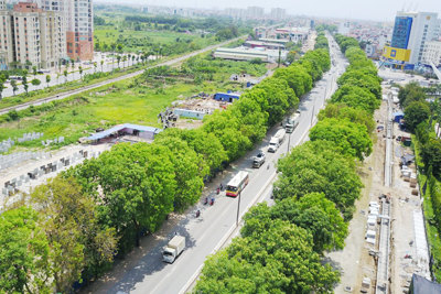 Di chuyển cây xanh để thi công đường Vành đai 3 đoạn Mai Dịch - cầu Thăng Long: Sẽ trồng lại đúng quy hoạch và đẹp hơn