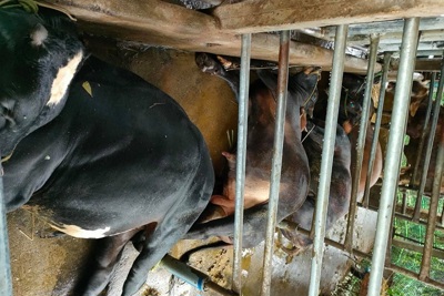 Dông lốc tốc mái nhà dân, sét đánh chết đàn bò ở Quảng Ngãi