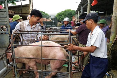 Giá lợn hơi hôm nay 15/5/2021: Có nơi tăng 3.000 đồng/kg