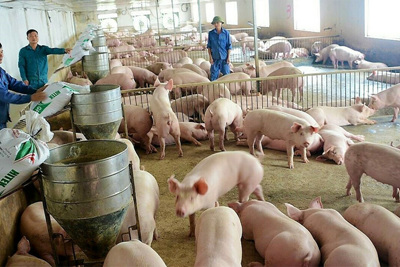 Giá lợn hơi hôm nay 14/5/2021: Giảm nhẹ, cao nhất 75.000 đồng/kg