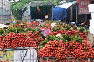 Bắc Giang đã tiêu thụ được gần 13.000 tấn vải thiều sớm