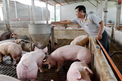 Giá lợn hơi ngày 10/8/2021: Cả 3 miền tăng 1.000 - 2.000 đồng/kg