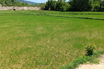 Quảng Nam: Hàng nghìn hecta lúa nguy cơ mất trắng vì thiếu nước, hạn mặn