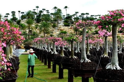 Lạc vào cõi hoa Sứ khu công viên Nong Nooch Garden and Resort (Thái Lan)