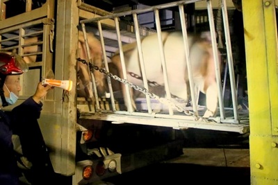 Quảng Trị: Nhập khẩu lợn không cách ly kiểm dịch, 2 doanh nghiệp bị khởi tố
