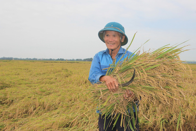Cần sớm thành lập sàn giao dịch lúa, gạo tại Quảng Trị