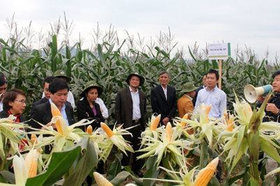 Hà Nội phấn đấu gieo trồng 39.000ha cây vụ Đông