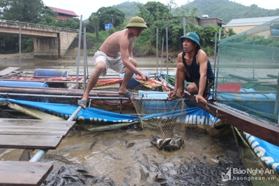 Thủy điện Khe Bố xả lũ, cá lồng của 40 hộ dân bị mắc cạn