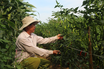 Nông dân Quảng Nam lao đao vì ớt rớt giá thê thảm