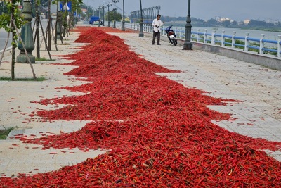 Quảng Ngãi: Giá ớt tụt dốc không phanh, người trồng điêu đứng