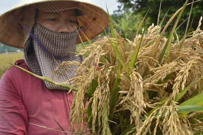 Quảng Trị: Lúa mất mùa vì sâu bệnh, đừng để nông dân “thiệt đơn, thiệt kép”