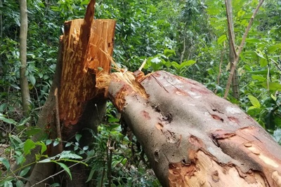 Quảng Trị: Cảnh báo tình trạng đốn hạ quế rừng lấy vỏ bán cho thương lái