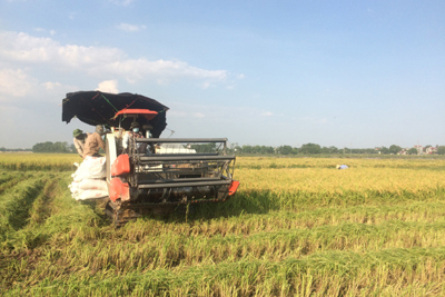 Cơ giới hóa đồng bộ: Khâu đột phá trong sản xuất lúa