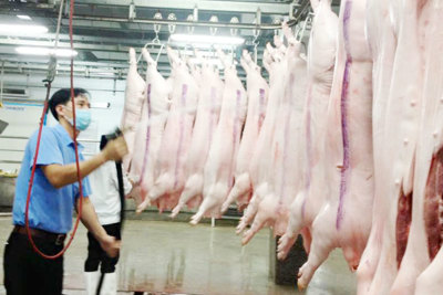 Thứ trưởng Bộ NN&PTNT Trần Thanh Nam: Đầu tư chế biến để mở rộng thị trường xuất khẩu thịt lợn