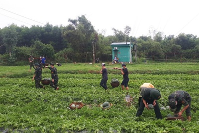 Bộ đội Biên phòng thu hoạch dưa hấu cho bà con nông dân vùng tâm dịch Quảng Ngãi