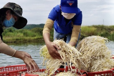 Chuyện bên ngoài rào phong tỏa ở Quảng Ngãi