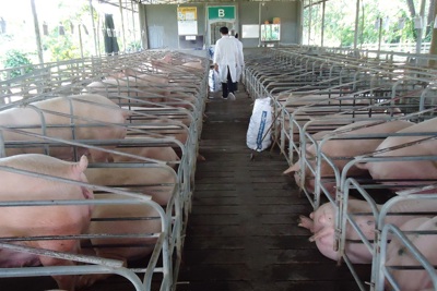 Đồng Nai: Dịch bệnh phức tạp nhưng sản lượng lợn vẫn tăng, cần giải pháp để tiêu thụ
