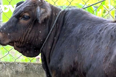 Bệnh viêm da nổi cục lan rộng ở Quảng Ngãi, gần 3.500 con bò mắc bệnh