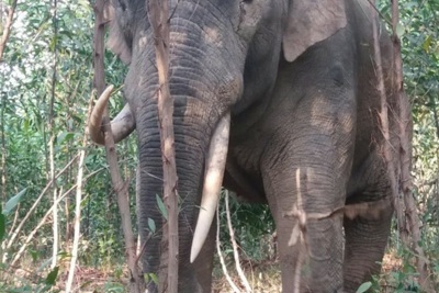 Đồng Nai: Người dân nơm nớp nỗi lo voi rừng liên tục phá hoại cây trồng