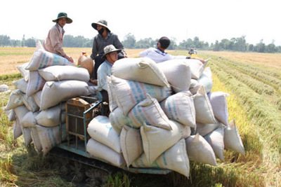 Xuất khẩu gạo đang bị cạnh tranh gay gắt