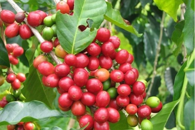Giá cà phê hôm nay 18/4: Tăng liên tiếp 2 tuần, thị trường trong nước hướng tới mốc 33.000 đồng/kg