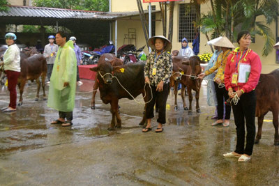 Huyện Thạch Thất trao tặng bò sinh sản cho 30 hộ nghèo