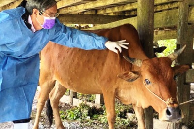 Hà Nội xem xét việc tiêm vaccine phòng bệnh viêm da nổi cục cho toàn bộ trâu, bò