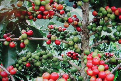 Giá cà phê hôm nay 27/3: Lo cung ứng bị đình trệ khiến Robusta tăng mạnh, chạm mốc 1.400 USD/tấn