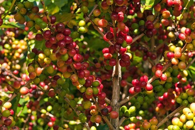 Giá cà phê hôm nay 21/4: Dòng vốn ồ ạt chảy về hàng hóa giúp cà phê thế giới tăng mạnh