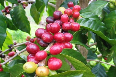Giá cà phê hôm nay 20/4: Đồng loạt tăng, Robusta vượt qua mốc 1.400 USD/tấn