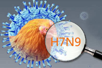 Nguy cơ lớn virus cúm A(H7N9) độc lực cao xâm nhập Việt Nam