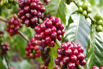Giá cà phê hôm nay 14/4: Tiếp tục tăng, trong nước trên đà tới mốc 33.000 đồng/kg
