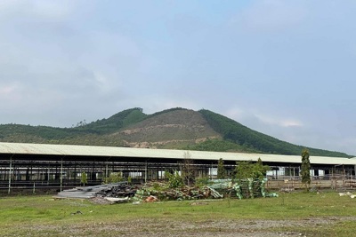 Đại dự án nuôi bò tại Hà Tĩnh sau nhiều năm “đắp chiếu” sẽ được “hồi sinh”