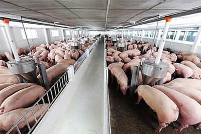Giá lợn hơi hôm nay 4/4/2021: Biến động từ 1.000 - 2.000 đồng/kg