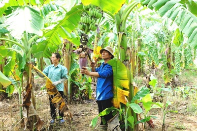 Nông nghiệp Hà Nội tăng trưởng khả quan