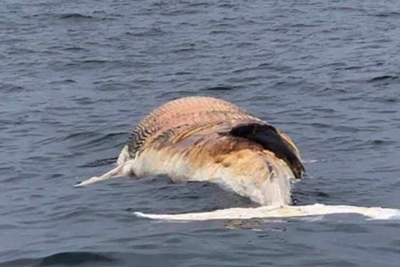 Hải Phòng: Chôn cất xác cá voi nặng khoảng 10 tấn trôi dạt vào bờ